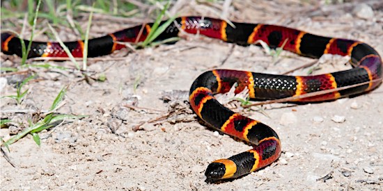 Florida's Eastern coralsnake (coral snake) showing yellow bands directly touching red bands.