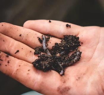 Handful of fishing worms.