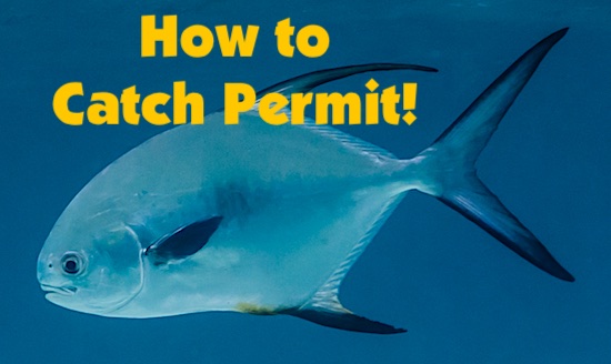 How to catch Permit fish in Florida and warm water shallow areas.
