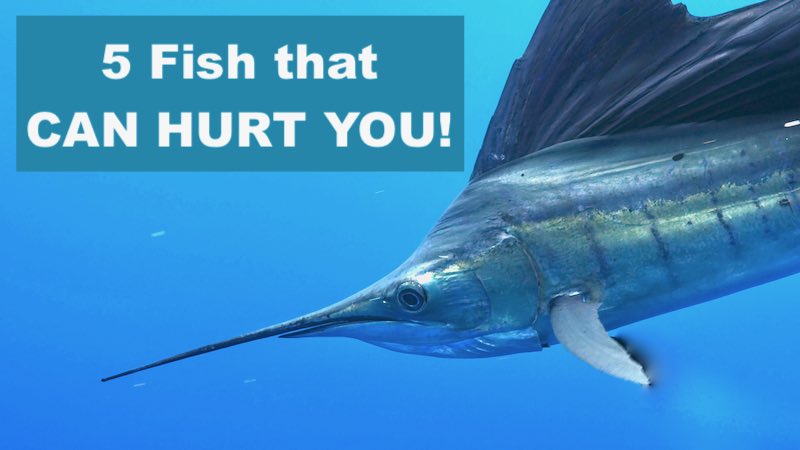 5 fish that can hurt you while you're fishing.