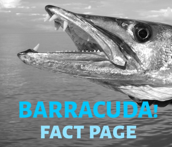 Barracuda facts, species, diet, range, distribution, preferences.