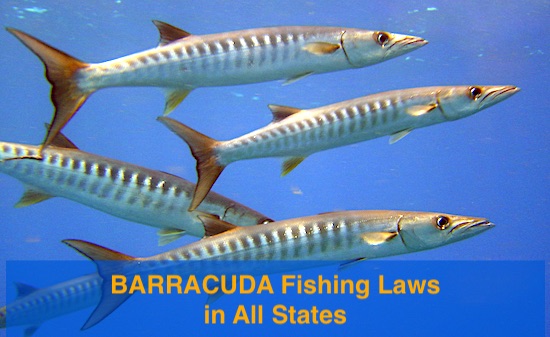 Fishing laws in the USA for catching Barracuda. Bag limits, length limits, season.