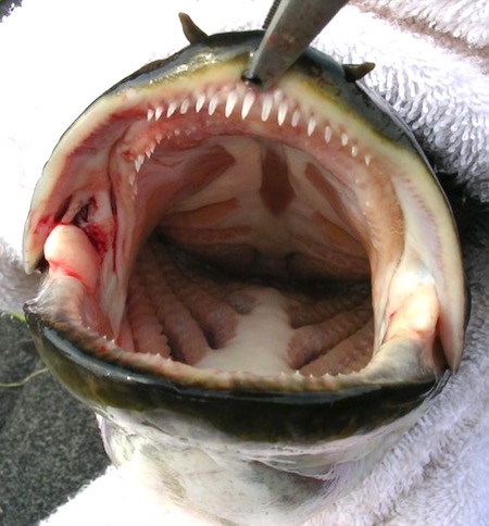 Open mouth of bowfin fish showing rows of sharp teeth.