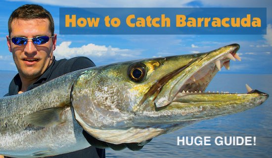 How to catch barracuda - a complete guide to finding them and catching.