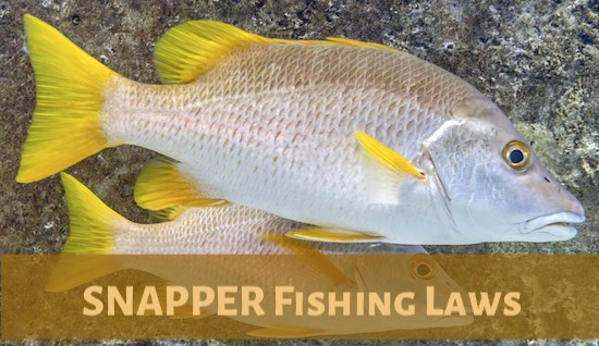 Florida snapper fishing laws.
