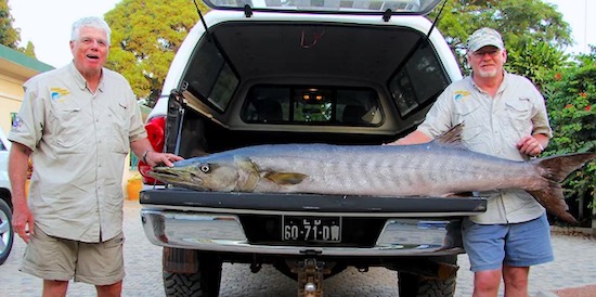 World Record Great Barracuda Fish caught in Angola, Africa.