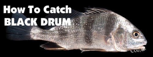 How to catch black drum fish in Florida.