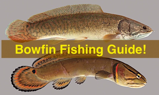 Bowfin Fish Guide for Florida and US east coast lakes and rivers.