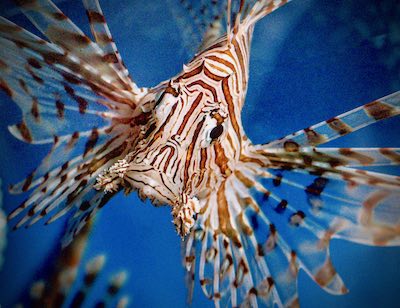 Lionfish, an invasive species in the United States that has venomous barbs that can harm people.