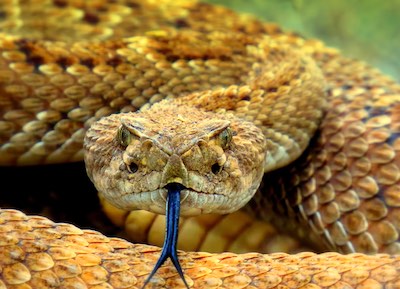 Rattlesnake ready to strike.