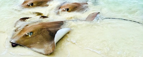 Stingrays in shallow water at the ocean in Florida.